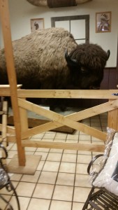 Buffalo in one of the stores in Oklahoma