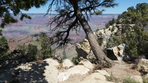 Beautiful View at the Grand Canyon